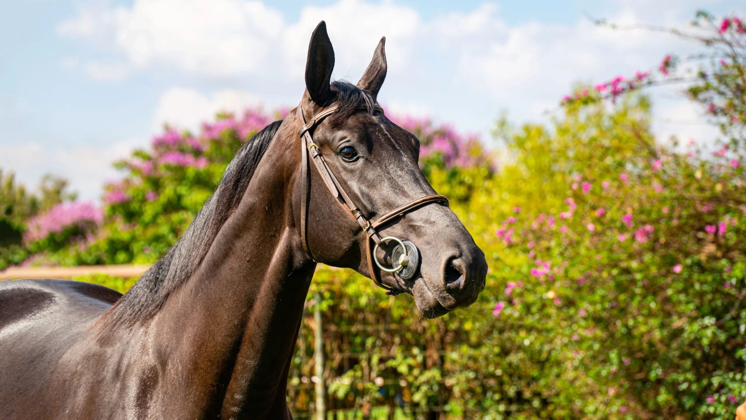Why Thoroughbred Racing is the Most Untapped Drama in Entertainment